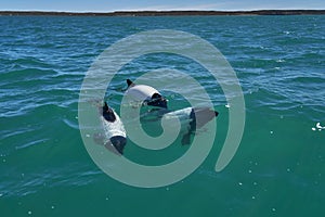 Black and white Commerson Dolphins swimming in the turquoise water of the atlantic ocean.