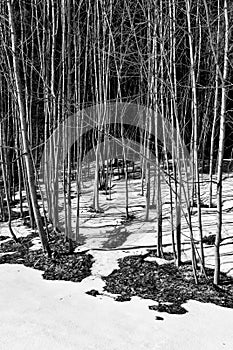 Black-and-white concept of a spring thaw with many trees and melting snow
