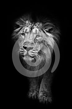 Black and white contrast photo of a powerful maned male lion protruding from night darkness, black and white photo, lion isolated