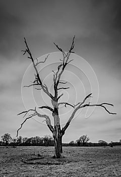 Black and white coountryside scene of a barren tree