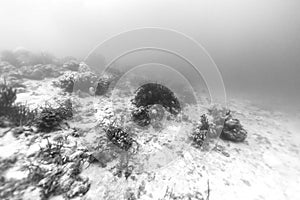 Black and White Coral on Seafloor photo