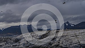 Black and white cormorants are perched on a rocky island