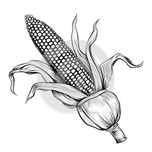 Black and White corn with leaf and stalk. Corn as a dish of thanksgiving for the harvest, a picture on a white isolated background