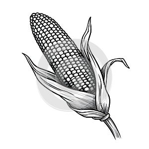 Black and White corn with leaf and stalk. Corn as a dish of thanksgiving for the harvest, a picture on a white isolated background