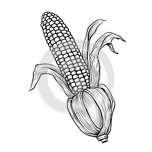 Black and White corn with leaf and stalk. Corn as a dish of thanksgiving for the harvest, a picture on a white isolated background