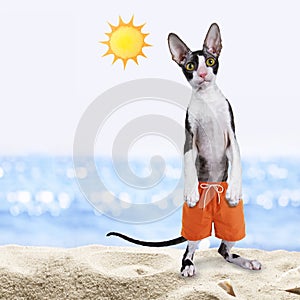 Black with white cornish rex cat on beach