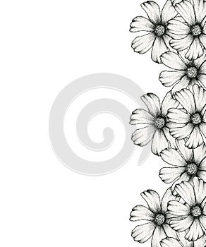 Black and white cosmos flowers frame design, hand drawn cosmos floral border illustration, realistic line art botanic decoration
