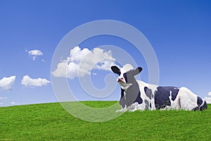 Black and white cow