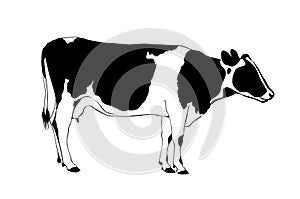 Black and white cow