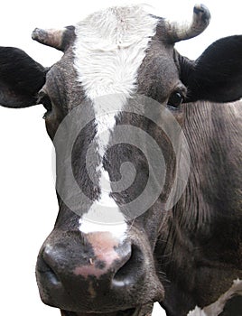 Black-and-white cow