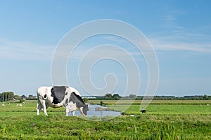 Black and white cow