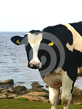 Black and white cow