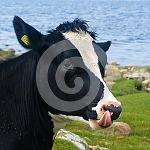 Black and white cow photo