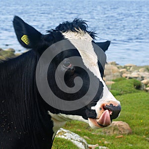 Black and white cow