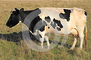 Black-and-white cow