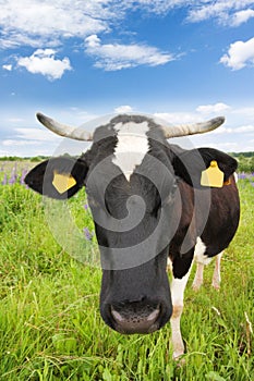 Black and white cow