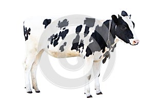 Black and white cow on a white background on a farm, farm animal, beautiful cow