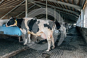 Black and white cow in a barn