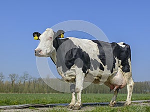 Black and white cow with big full udders.