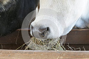 A black and white cow chewing hay behind the corral fence. Cows eat hay. Bulls eating lucerne hay from manger on farm. close up