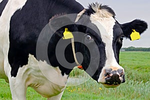 Black & white cow in close up