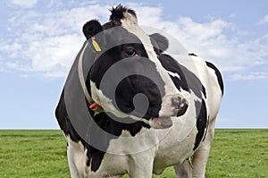 Black & white cow in close up