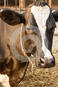 Black and white cow close up