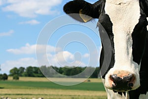 Black and white cow in the countryside