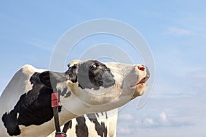 Black and white cow does moo with her head uplifted, blue sky