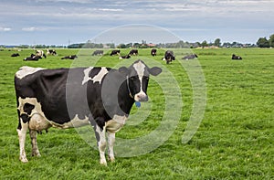 Black and white cow in a dutch landscape