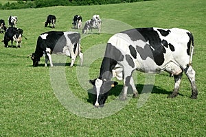 Black and white cow eating green meadow