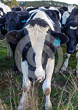 Black and white cow on the farm, looking at camera, animal head close up