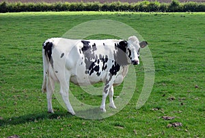 Black and white cow in a farmland