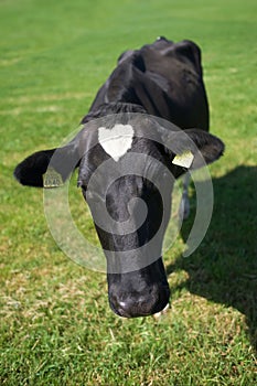 Black and white cow in fresh green grass in the Netherlands