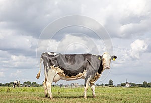 Black and white cow, friesian holstein, in the Netherlands, standing on green grass in a meadow, at the background a few cows, a