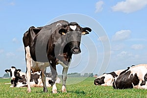 En blanco y negro una vaca sobre el pradera 