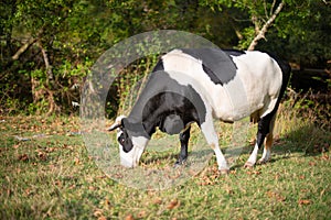 Black and White Cow Grazing and Eating in a Lush Forest