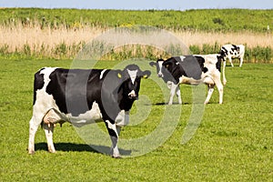 Black and white cow grazing farm cattle