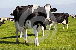 Black and white cow grazing farm cattle