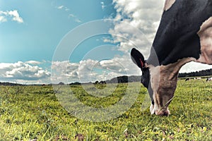 Black and white cow grazing at green field