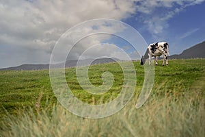 Black and white cow grazing green fresh grass in a field, Cloudy sky in the background. Mountain area in the background.