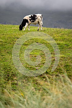 Black and white cow grazing green fresh grass in a field, Cloudy sky in the background. Mountain area in a fog in the background.