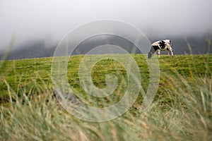 Black and white cow grazing green fresh grass in a field, Cloudy sky in the background. Mountain area in a fog in the background.