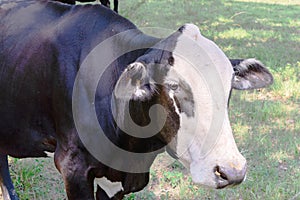 Black and white cow grazing on green grass under trees