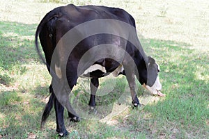 Black and white cow grazing on green grass under trees