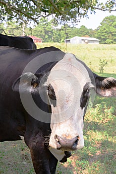 Black and white cow grazing on green grass under trees