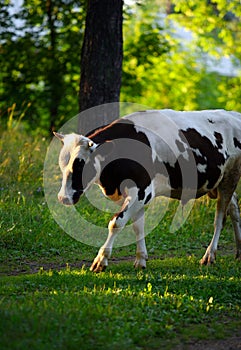 A black-white cow