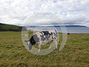 A Black and White Cow Grazing on the Greenest of Irish Grass By the Coast