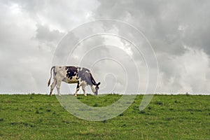 Black-and-white cow grazing on top of a Dutch