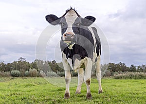 Black and white cow, grumpy, pink nose and a clouded sky